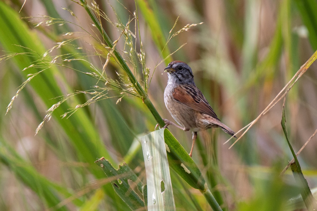 Swamp Sparrow - ML618810204