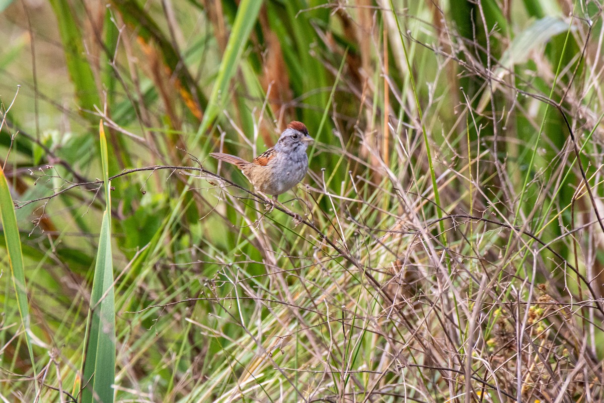 Swamp Sparrow - ML618810205