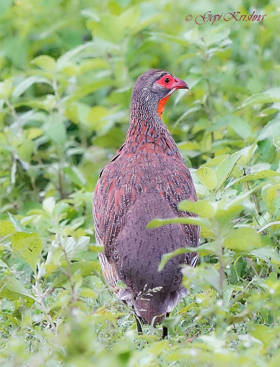 Red-necked Spurfowl - ML618810217