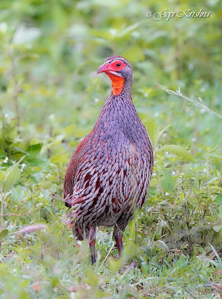 Red-necked Spurfowl - ML618810218