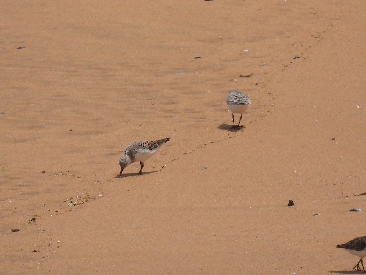 Common Ringed Plover - ML618810222