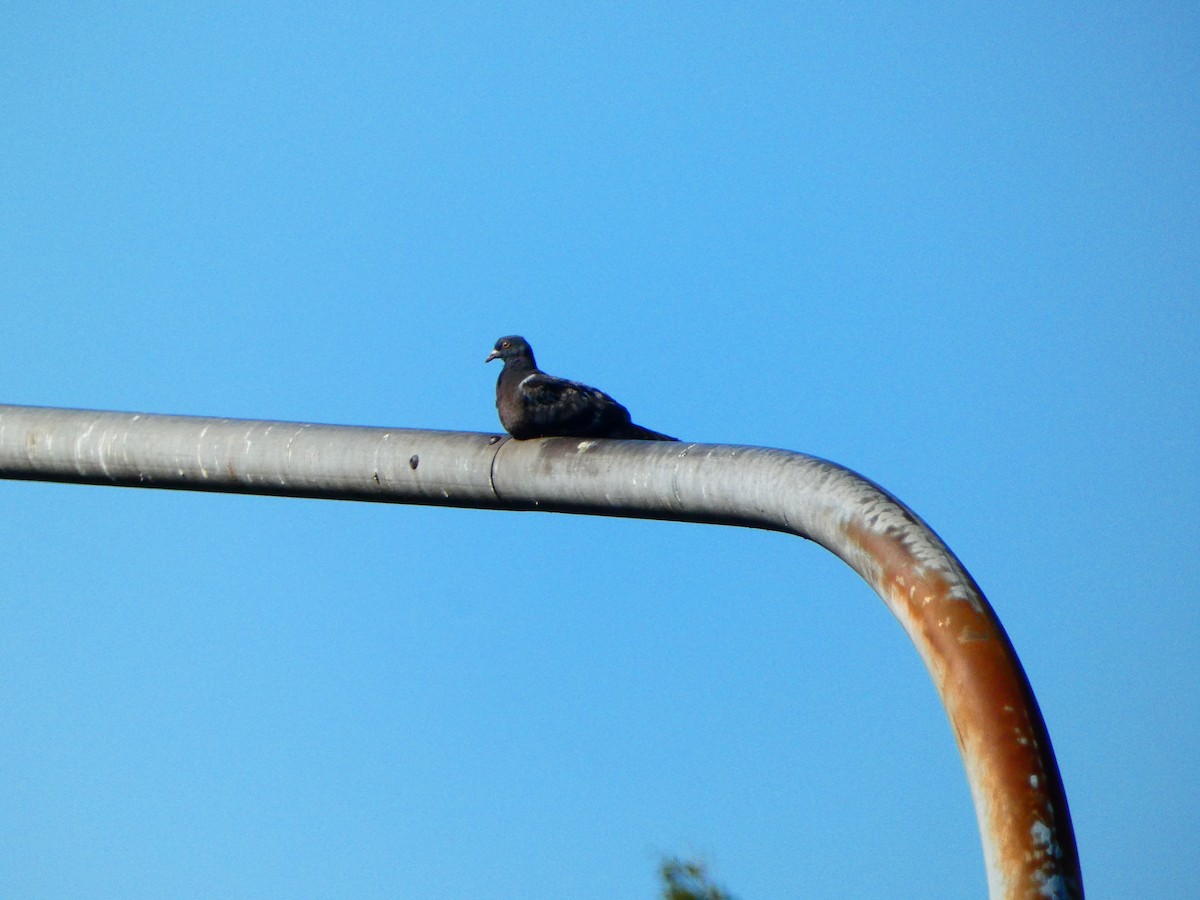 Rock Pigeon (Feral Pigeon) - Aldrin Leung