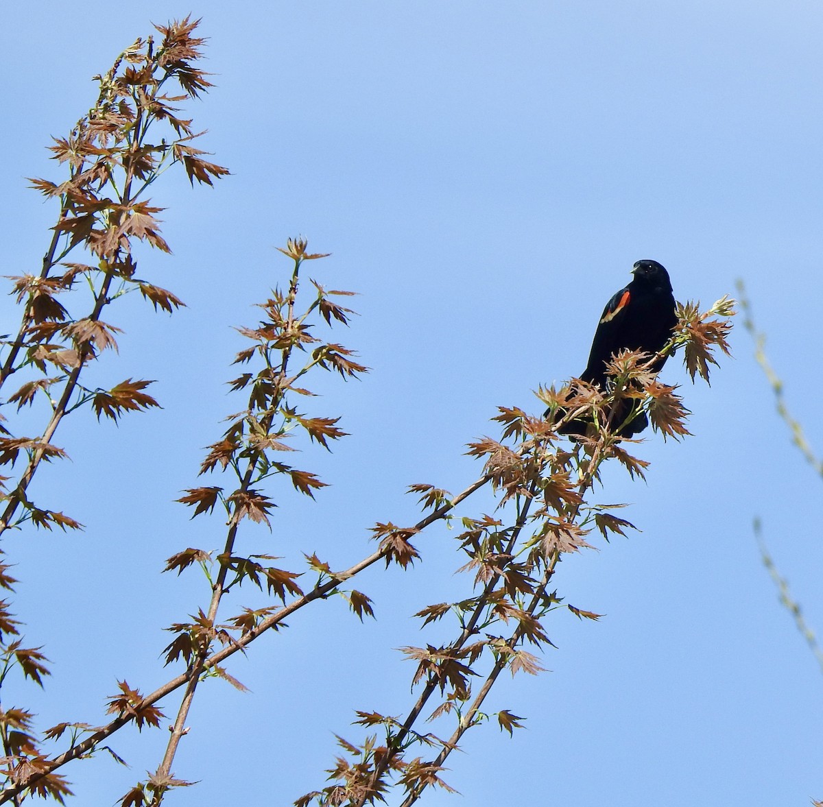 Red-winged Blackbird - Rejean Brouillard