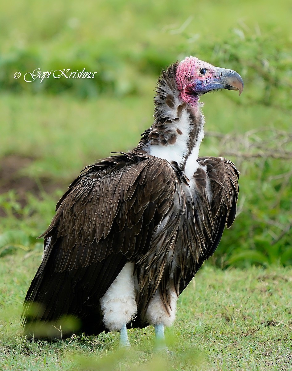 Lappet-faced Vulture - ML618810324