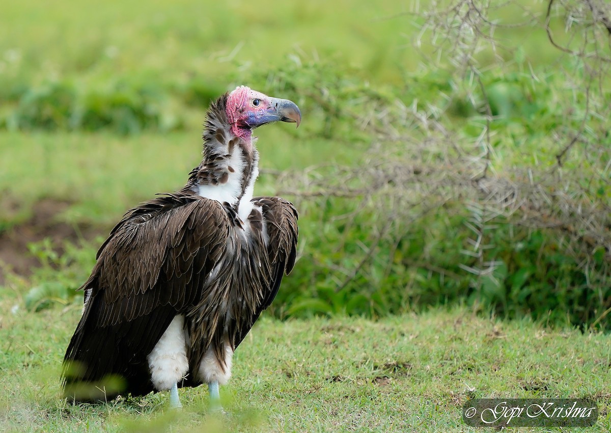 Lappet-faced Vulture - ML618810325