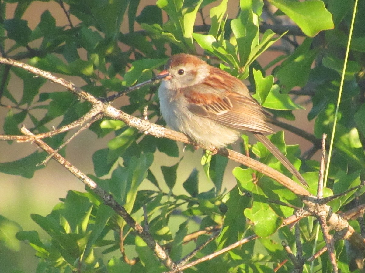 Field Sparrow - ML618810327