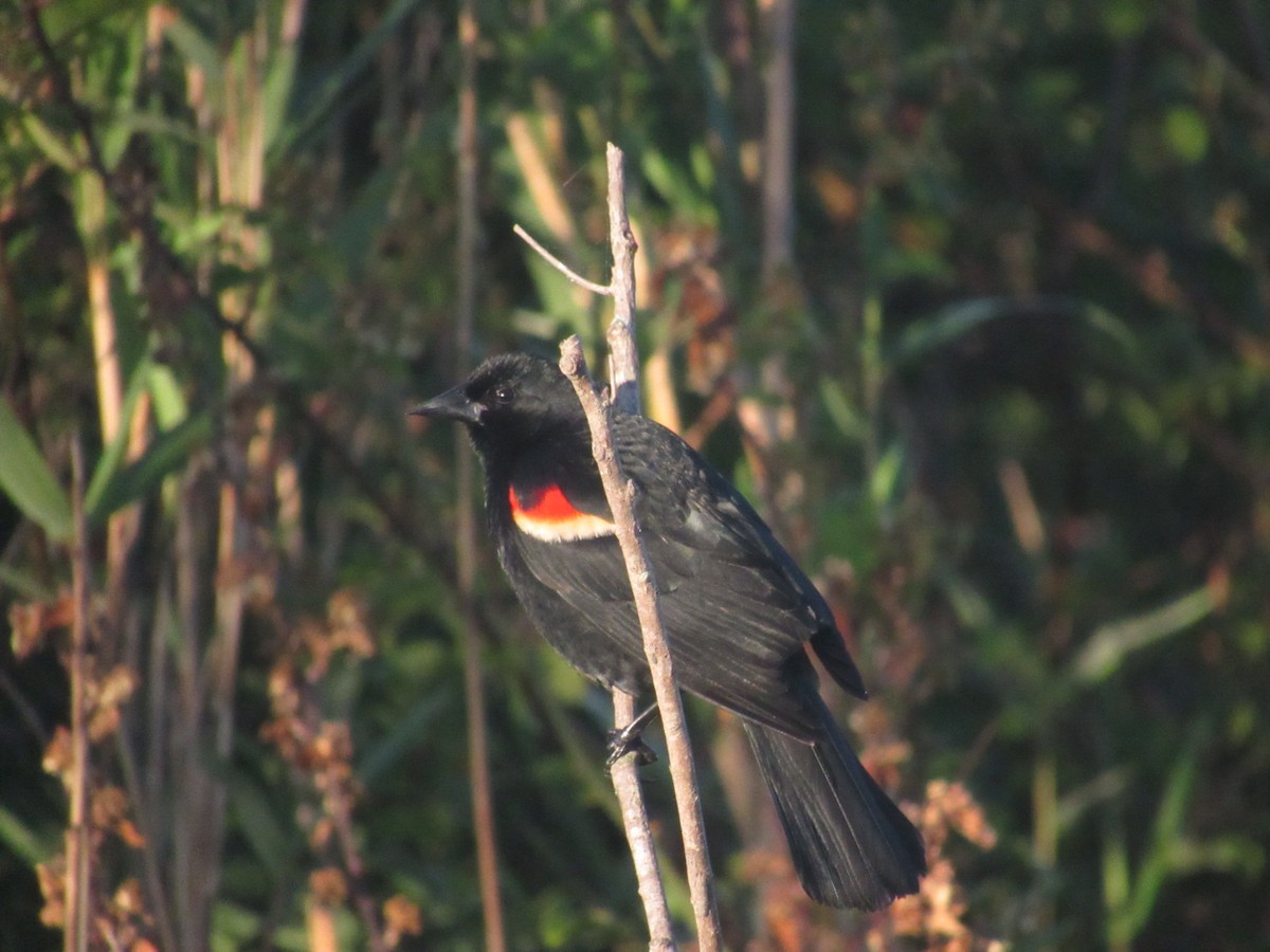 Red-winged Blackbird - Caleb Bronsink