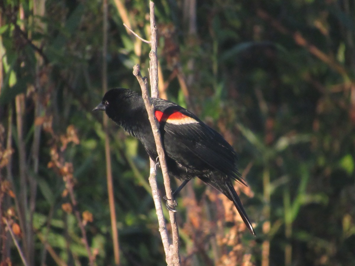 Red-winged Blackbird - Caleb Bronsink