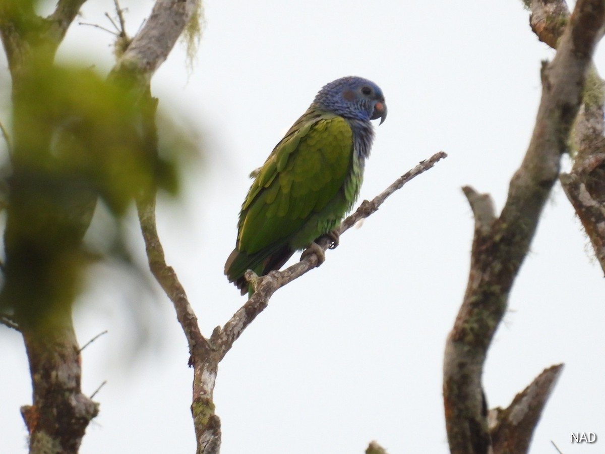 Blue-headed Parrot - ML618810361