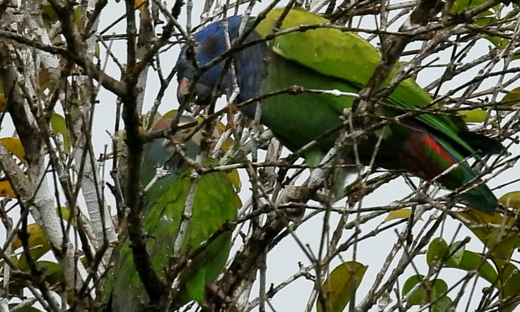 Blue-headed Parrot - ML618810362