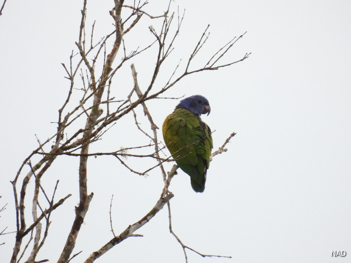 Blue-headed Parrot - Nelva de Daly