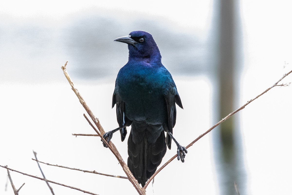 Boat-tailed Grackle - Mark Wilson