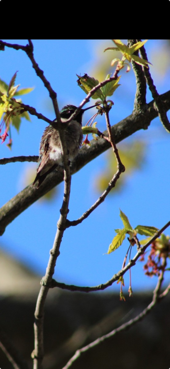 Ruby-throated Hummingbird - ML618810381