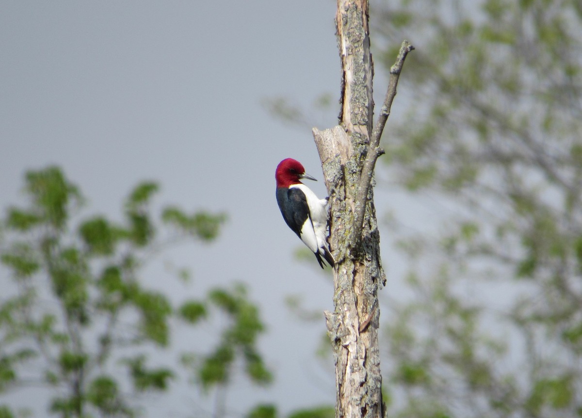 Red-headed Woodpecker - Loren Hintz
