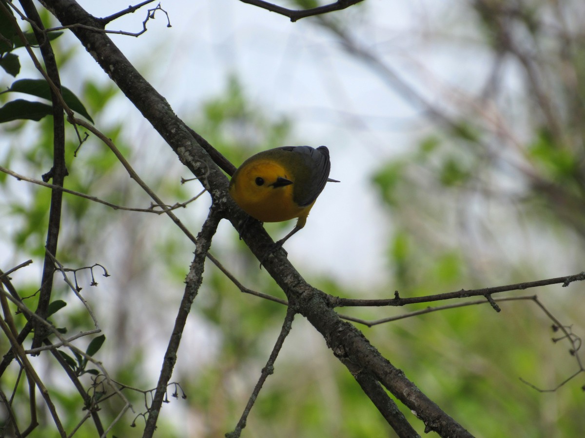 Prothonotary Warbler - Loren Hintz
