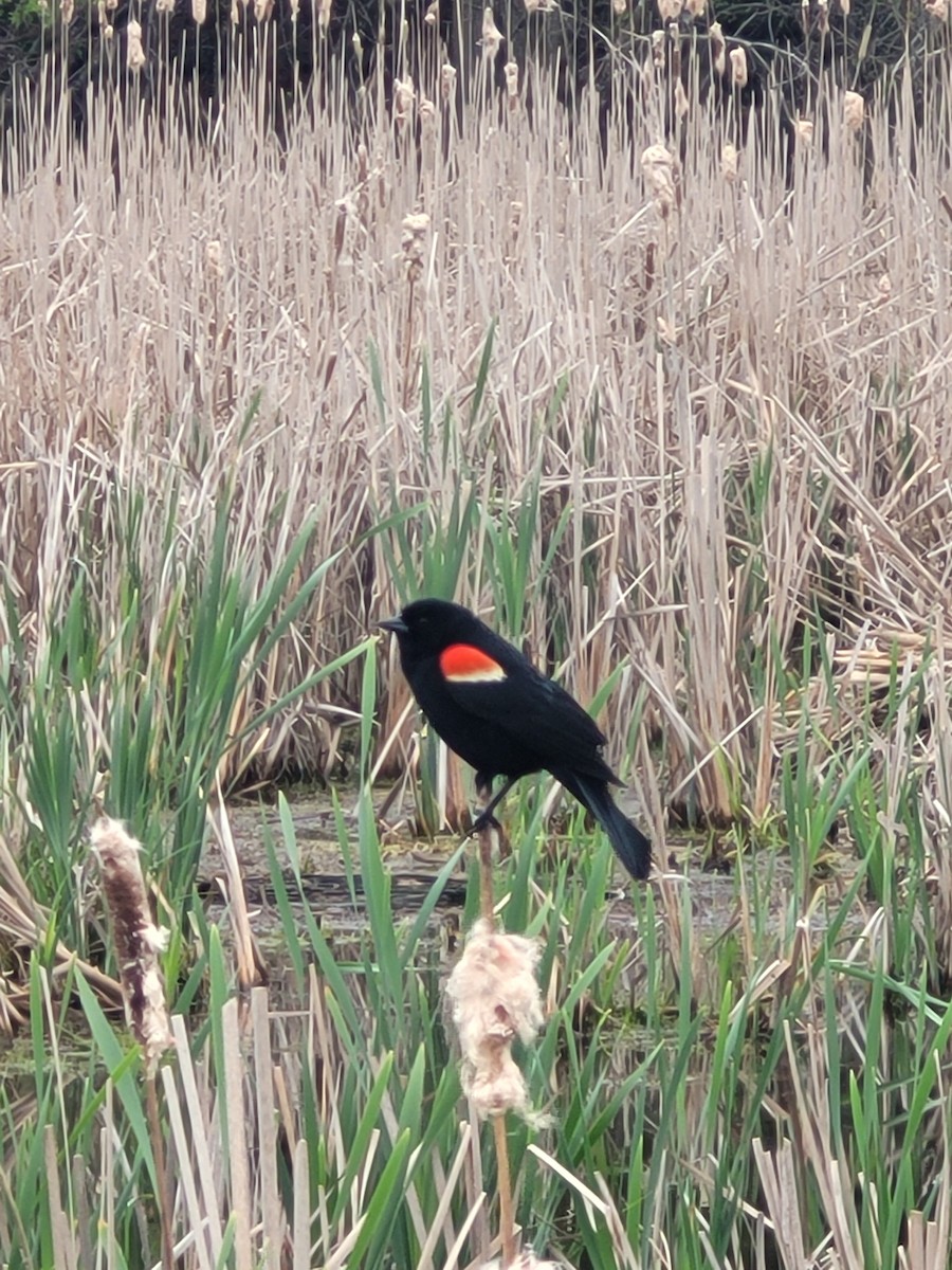 Red-winged Blackbird - Darren Rayner
