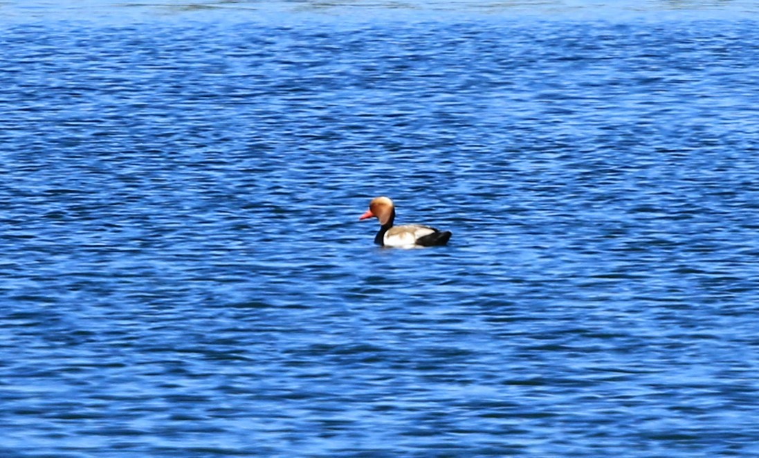Red-crested Pochard - Manuel António Marques