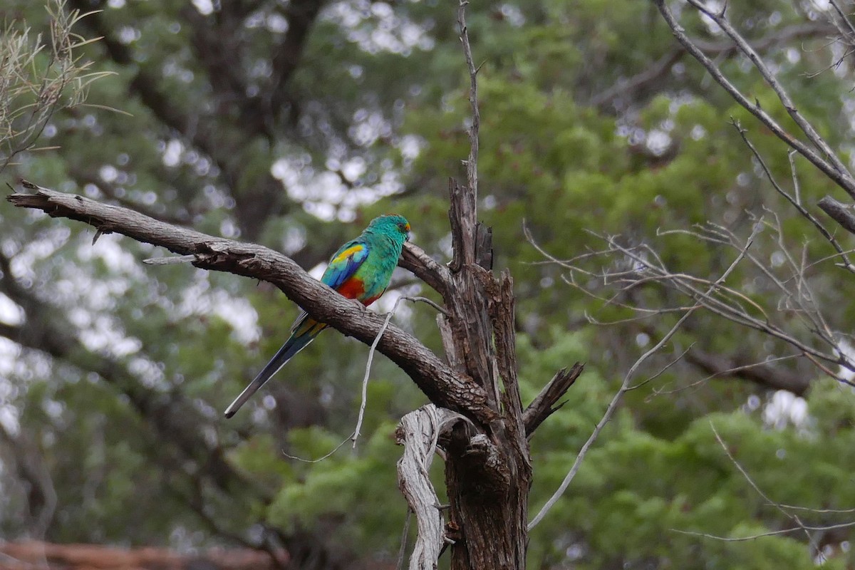 Разноцветный попугайчик - ML618810486