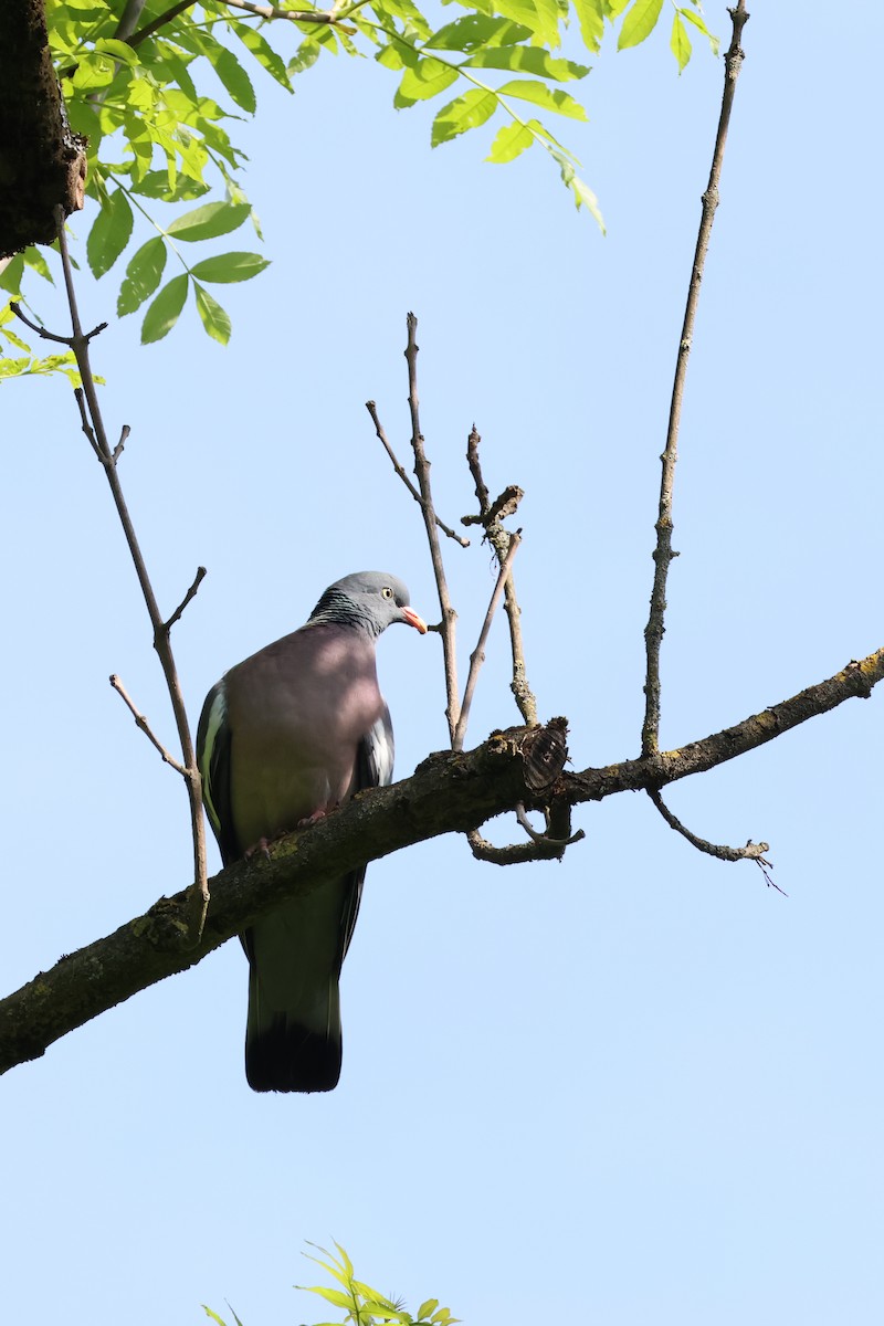 Common Wood-Pigeon - ML618810490