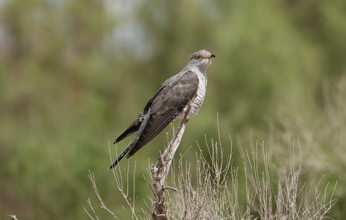 Common Cuckoo - ML618810498