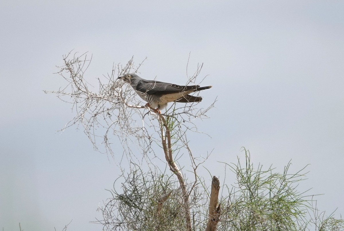 Common Cuckoo - ML618810499