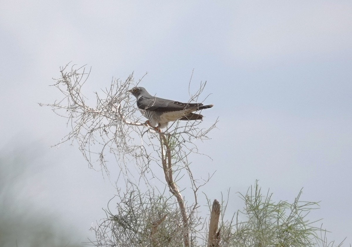 Common Cuckoo - ML618810500