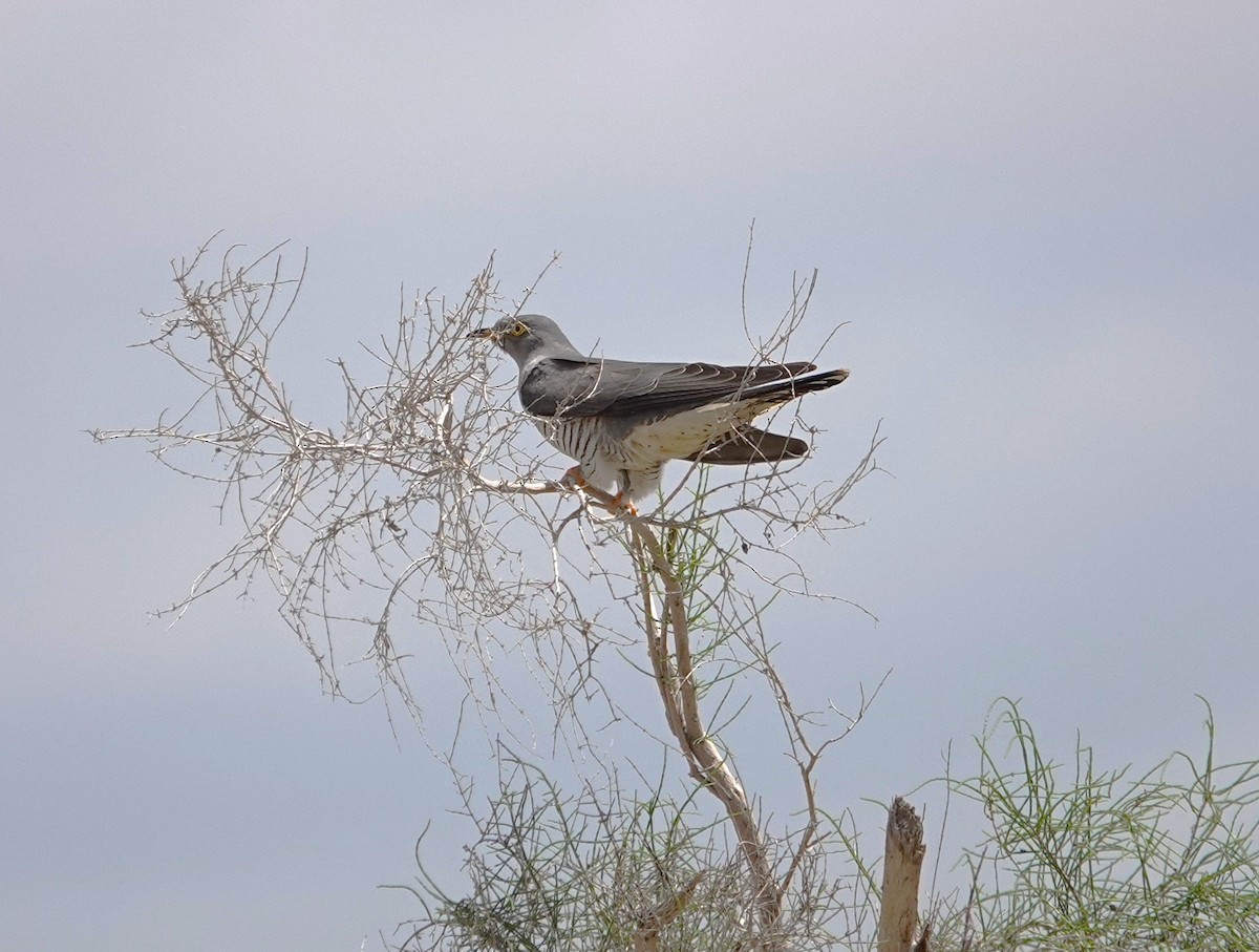 Common Cuckoo - ML618810501
