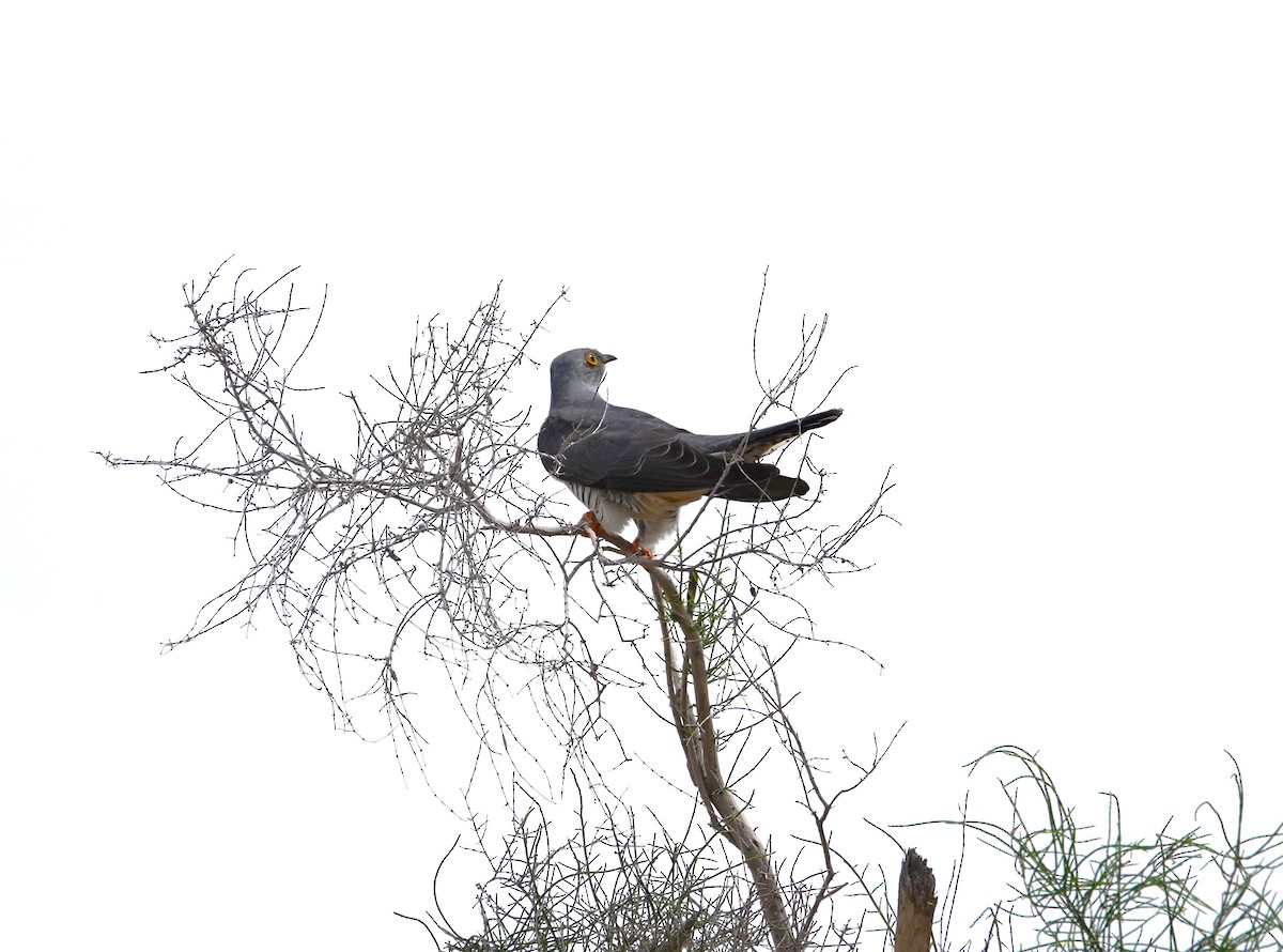 Common Cuckoo - ML618810502