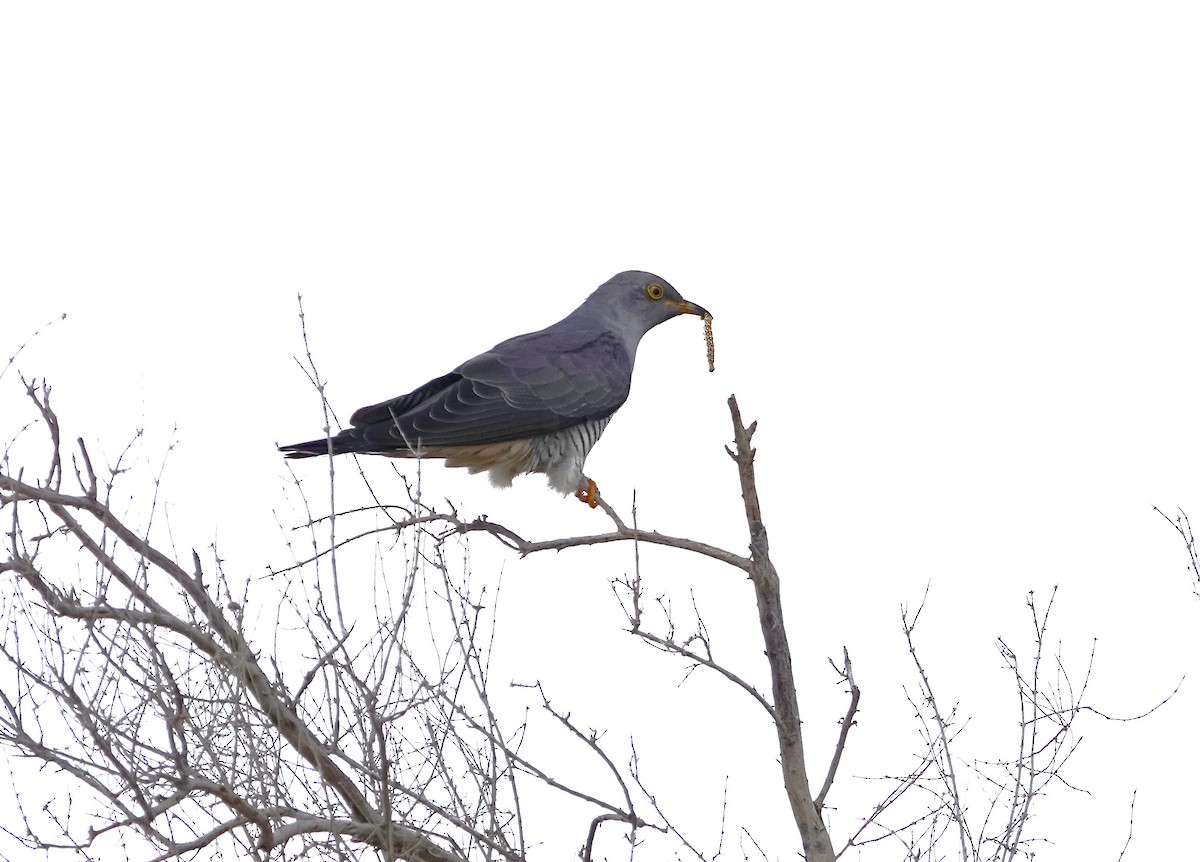 Common Cuckoo - ML618810505