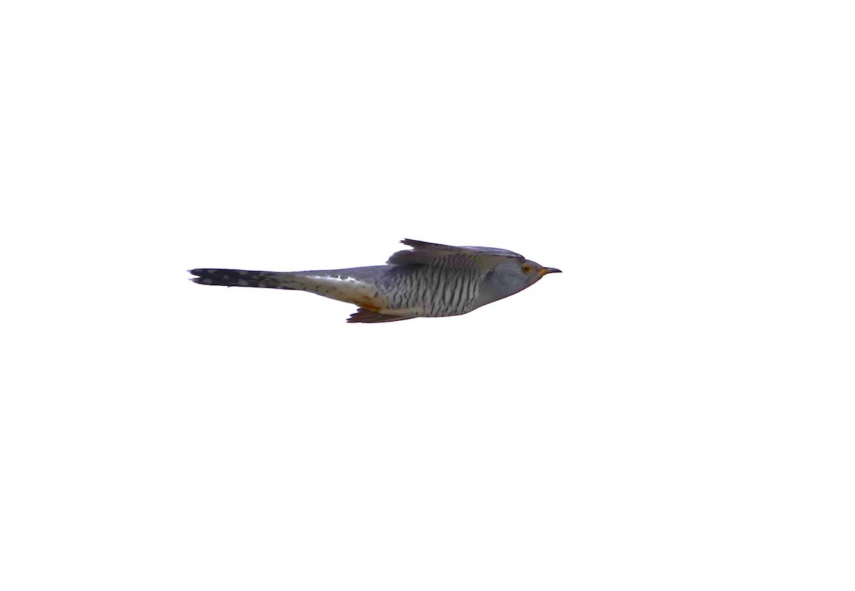 Common Cuckoo - ML618810506