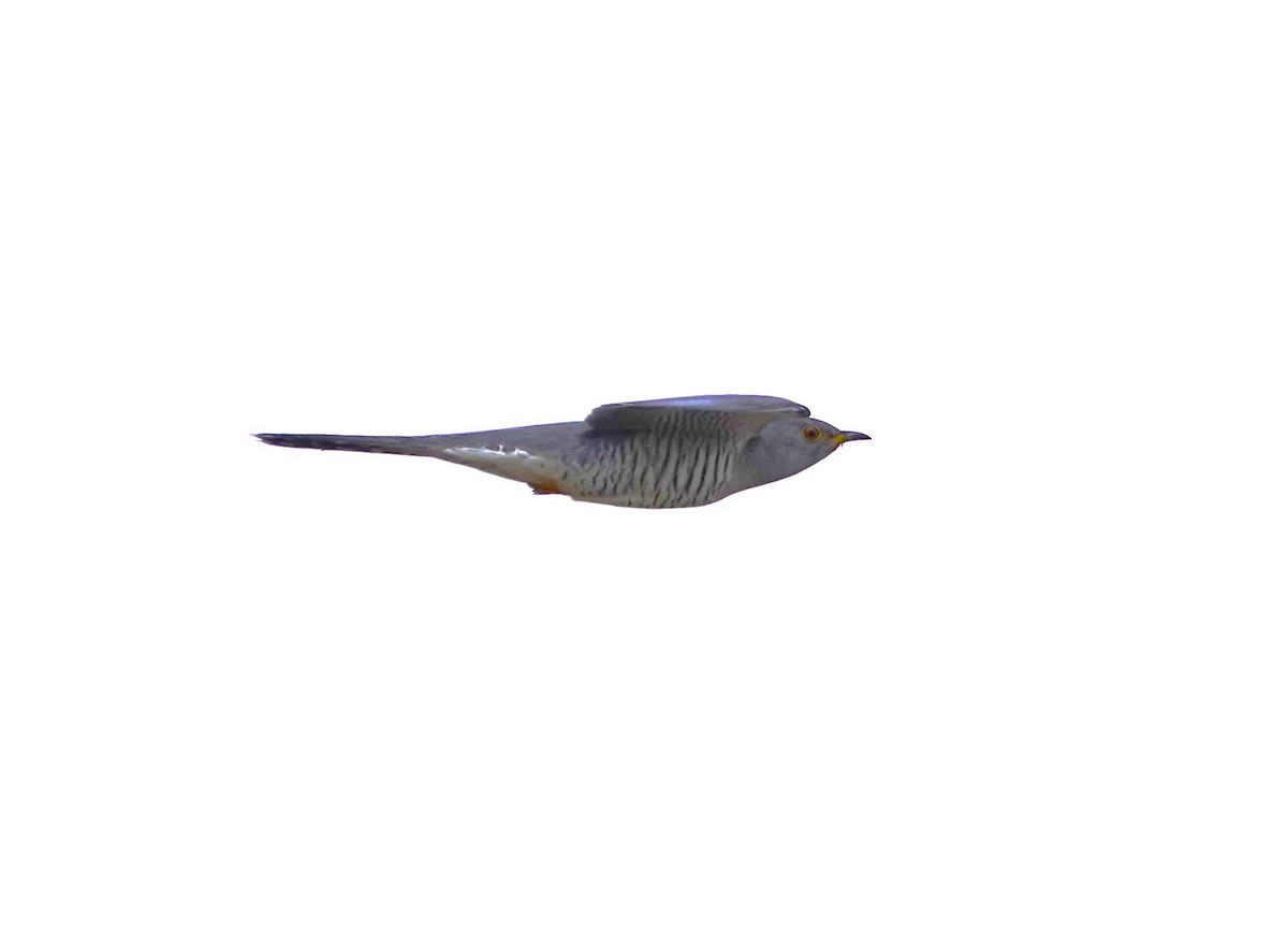Common Cuckoo - ML618810507