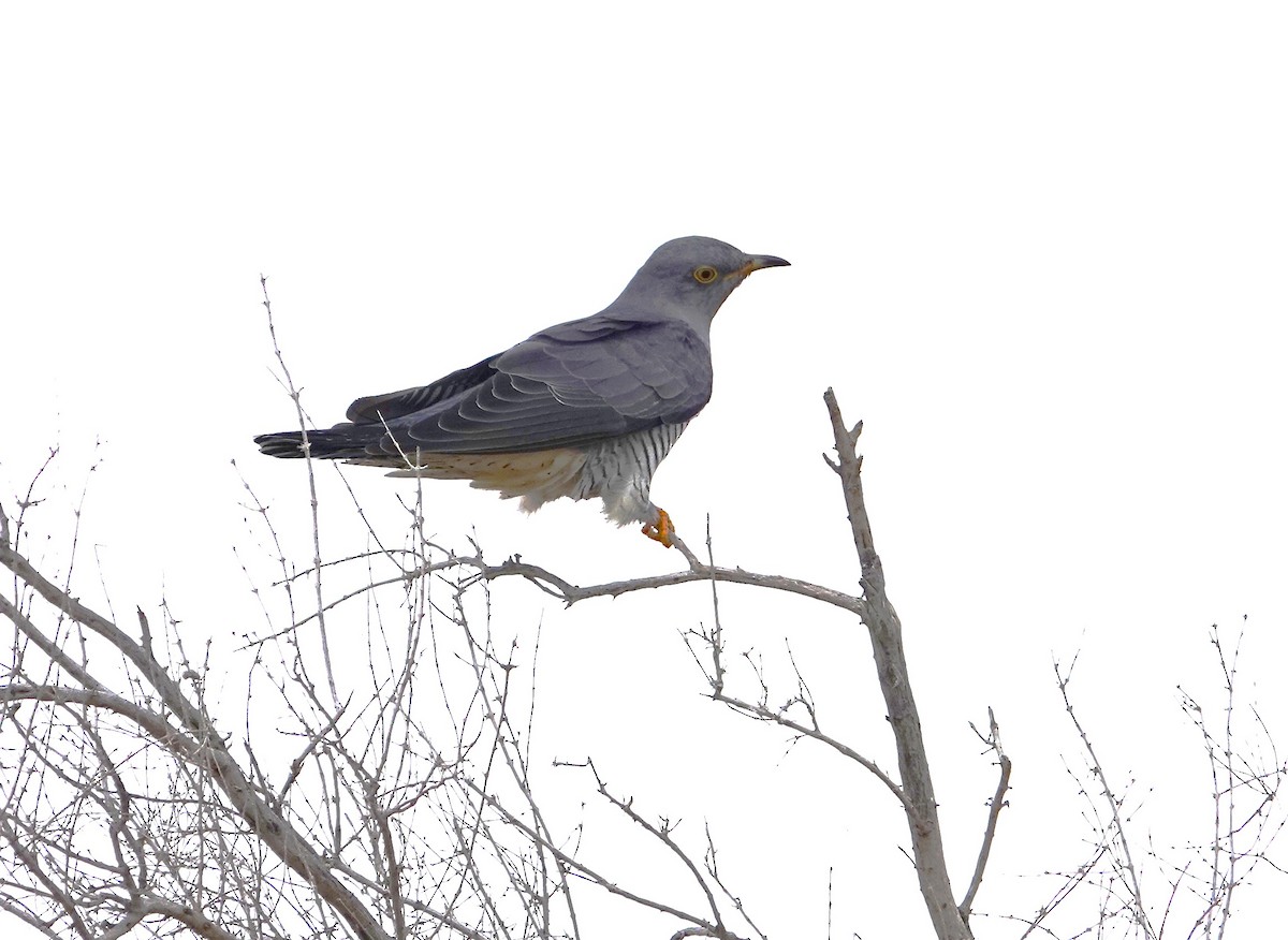 Common Cuckoo - ML618810508