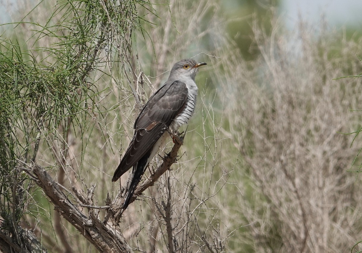 Common Cuckoo - Edurne Ugarte