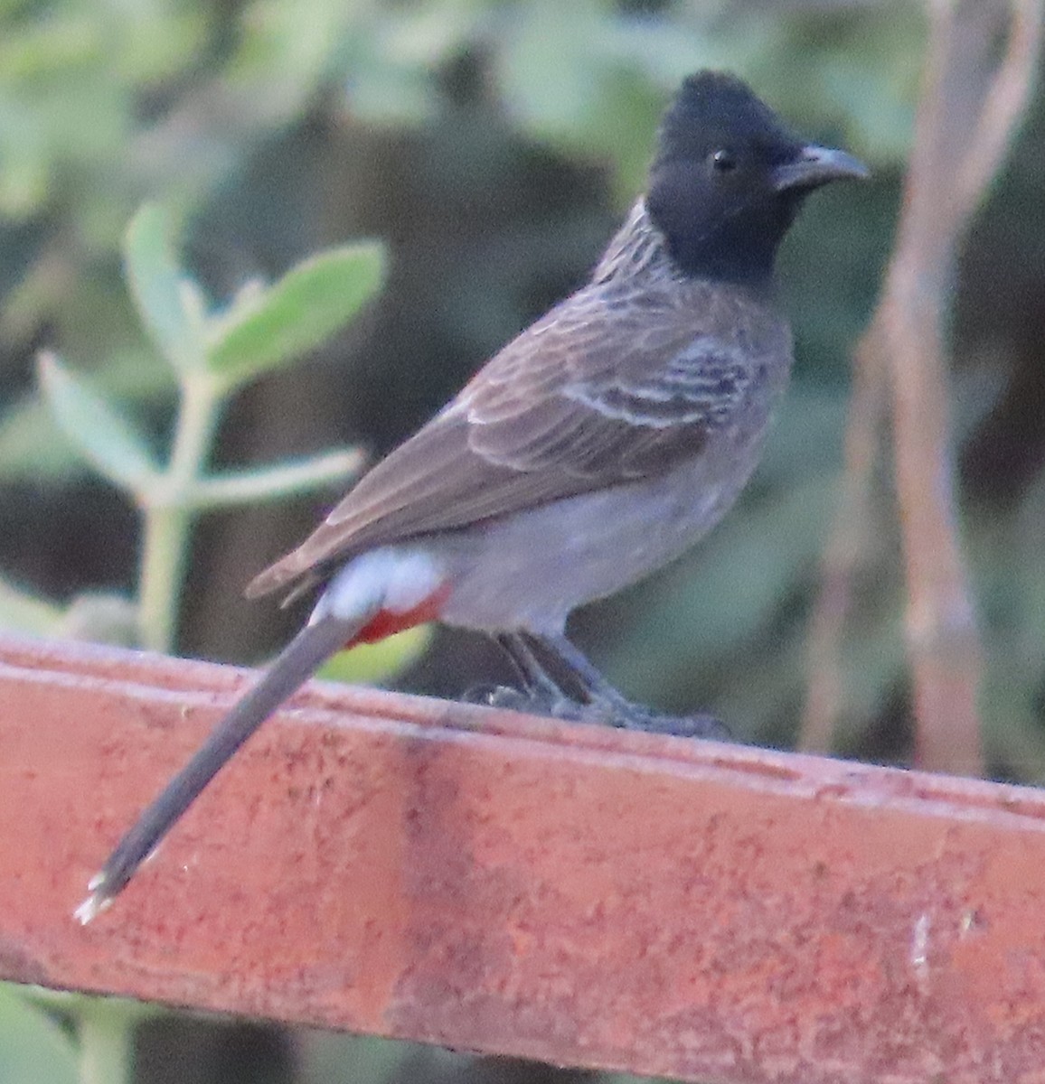 Red-vented Bulbul - ML618810527