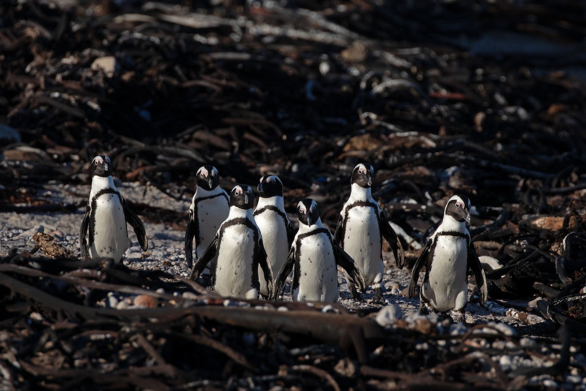Pingüino de El Cabo - ML618810535