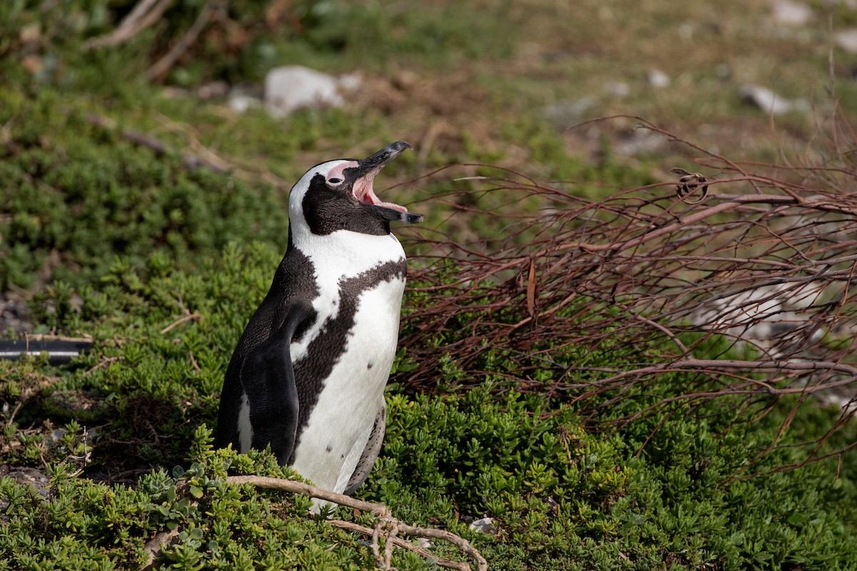 Pingüino de El Cabo - ML618810536