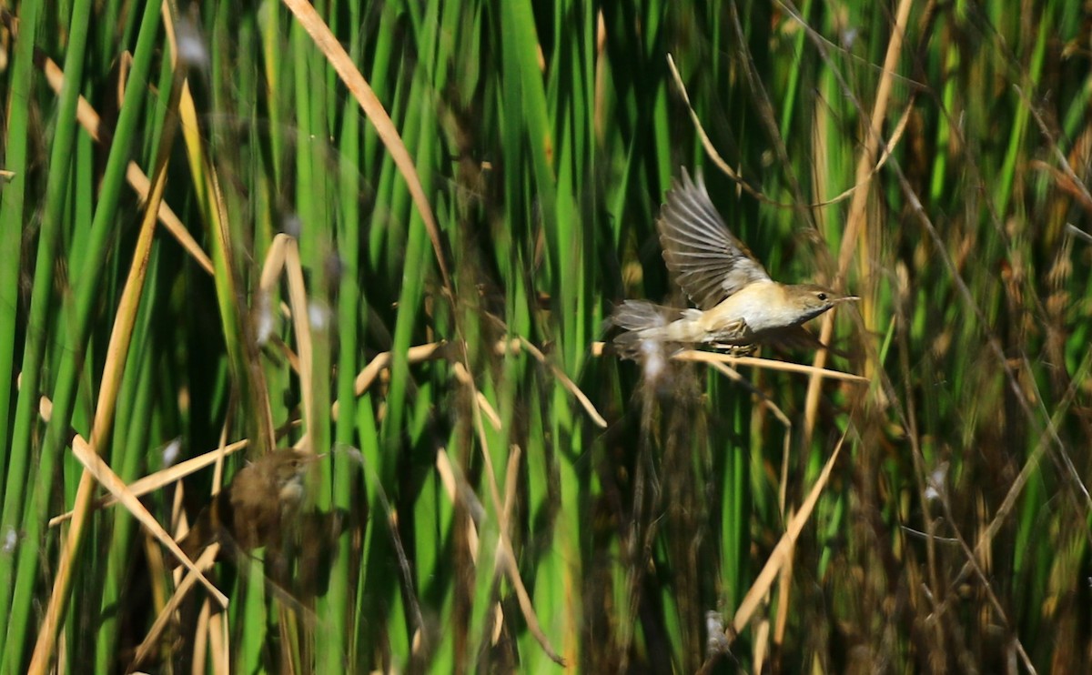 Common Reed Warbler - ML618810542
