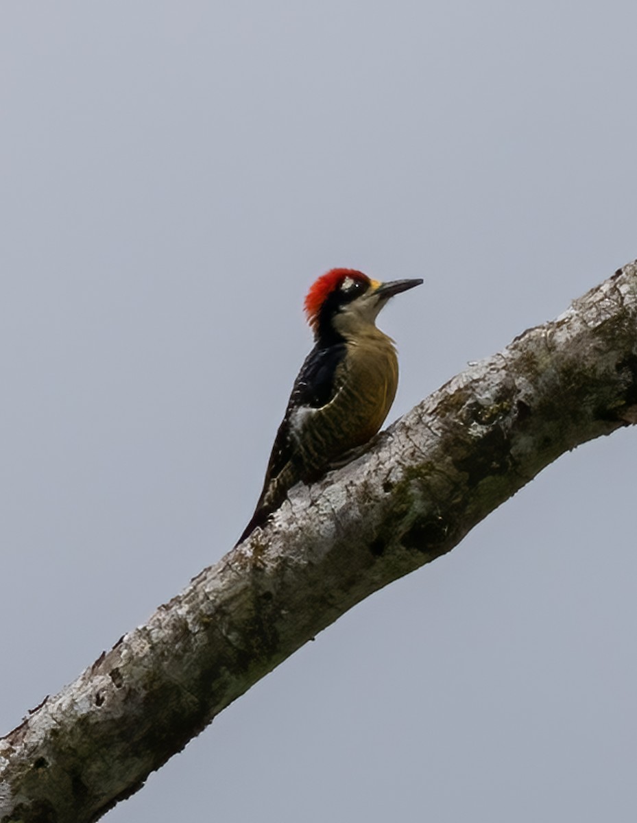 Black-cheeked Woodpecker - ML618810545