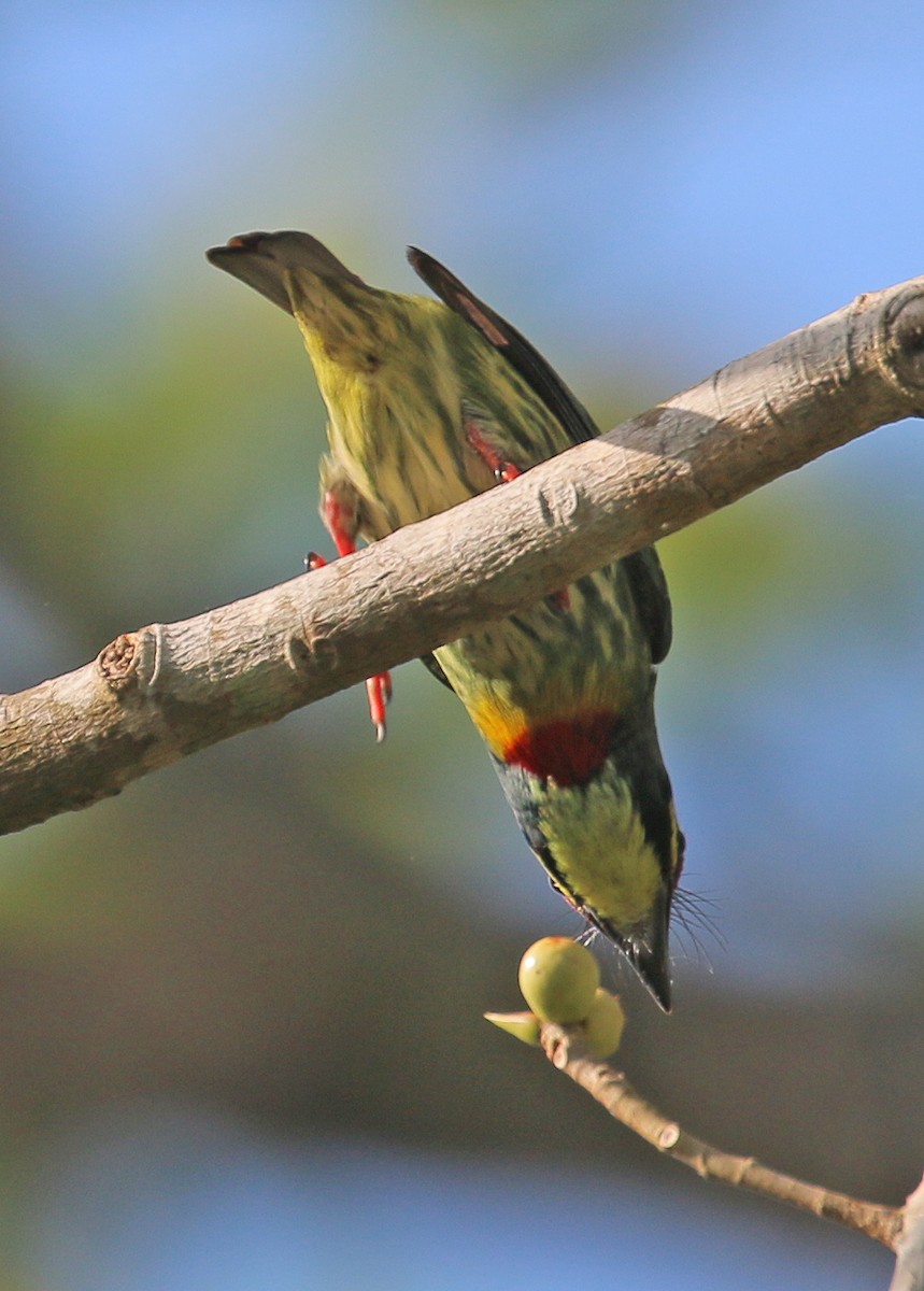 Coppersmith Barbet - Neoh Hor Kee