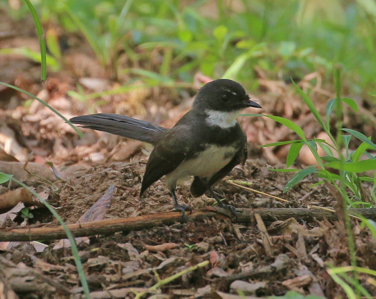 Malaysian Pied-Fantail - Neoh Hor Kee