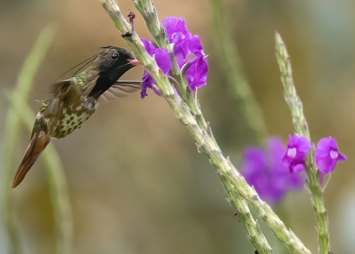 Black-crested Coquette - Tracy Kaminer