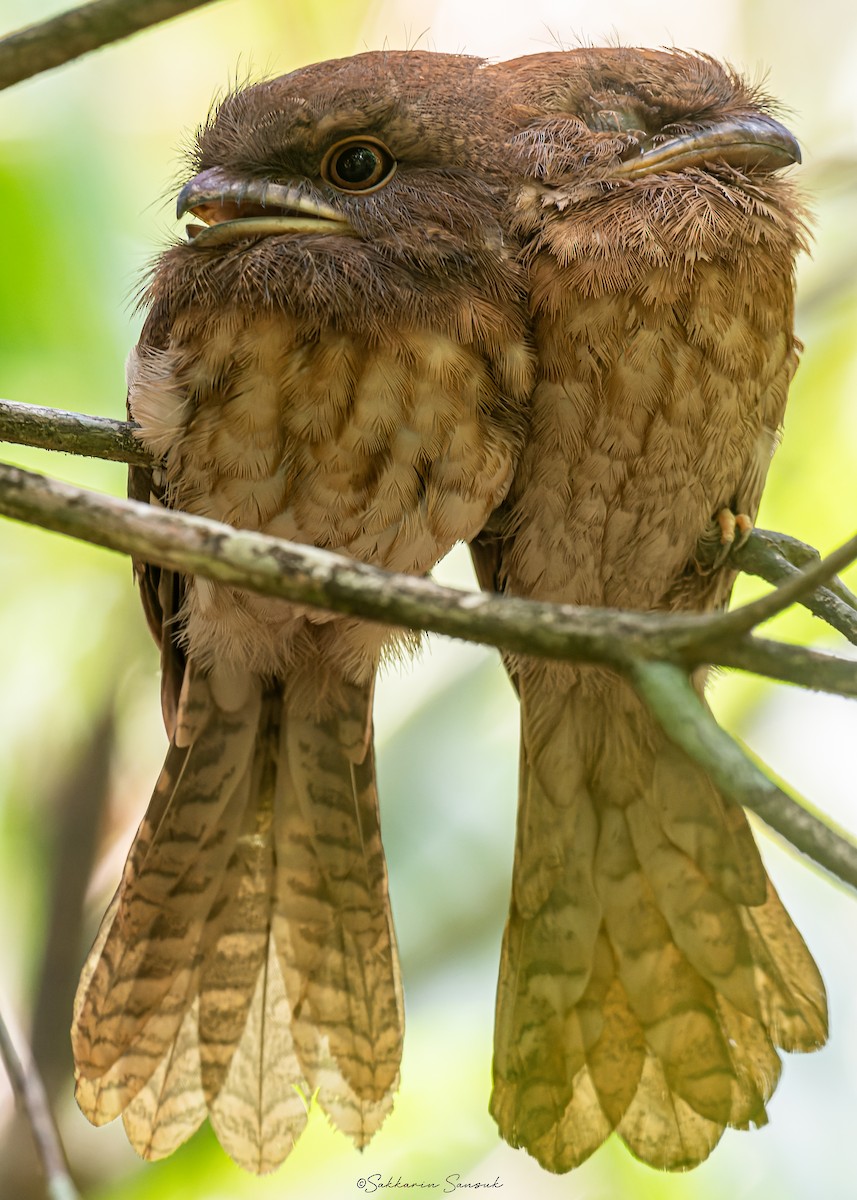 Gould's Frogmouth - ML618810555