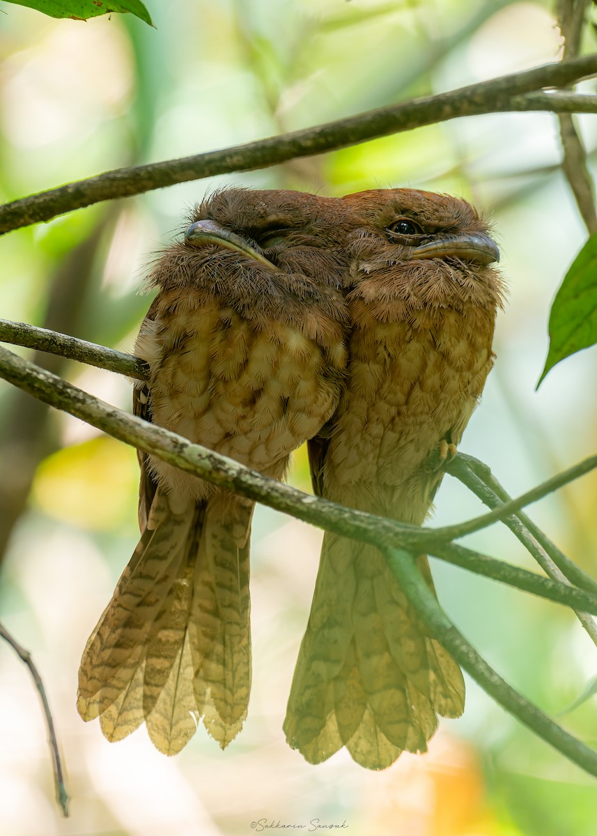 Gould's Frogmouth - ML618810558