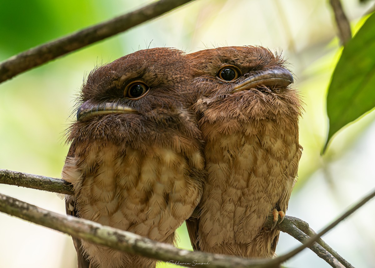 Gould's Frogmouth - ML618810559
