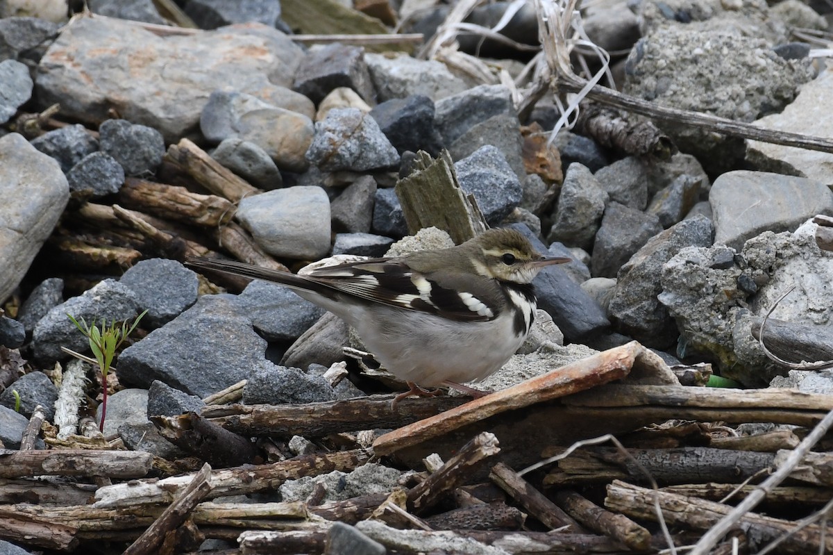 Forest Wagtail - ML618810561