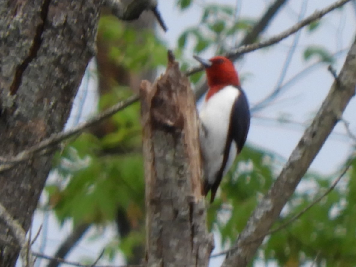 Red-headed Woodpecker - ML618810564