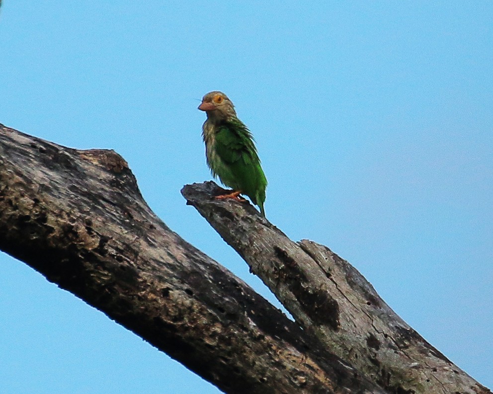 Lineated Barbet - Neoh Hor Kee
