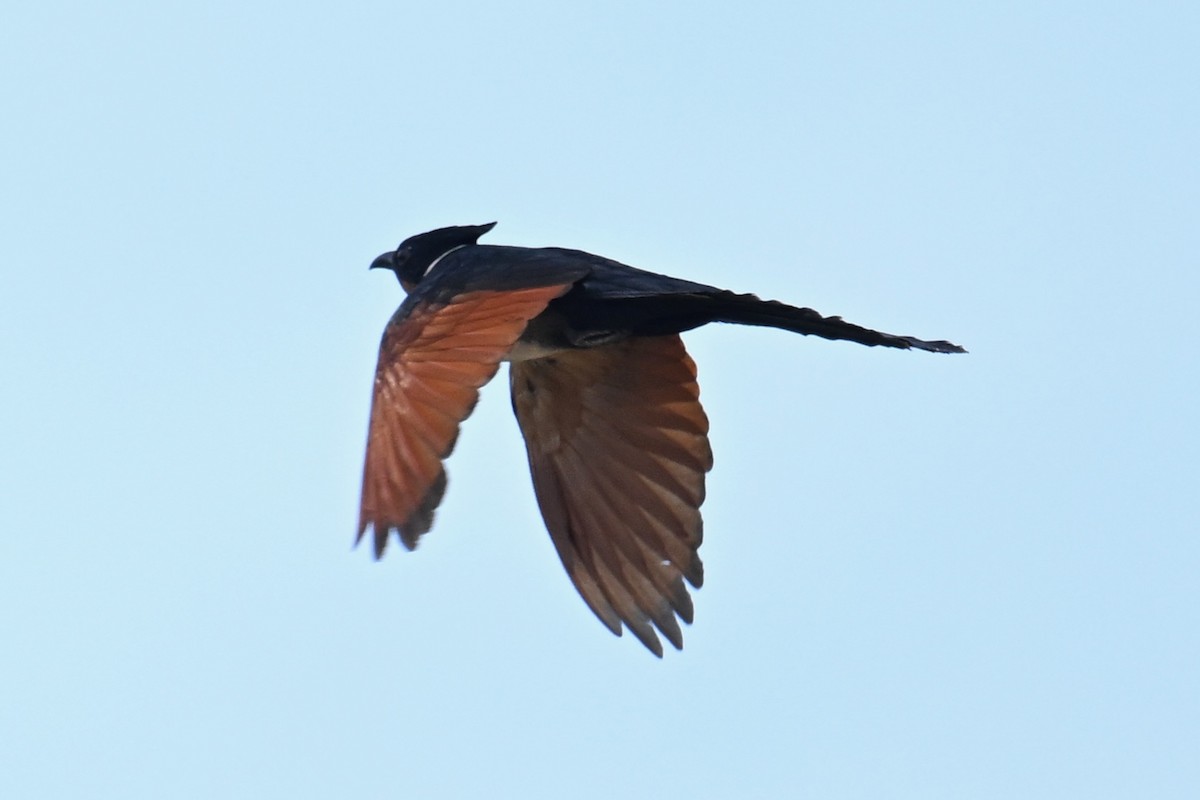 Chestnut-winged Cuckoo - ML618810579