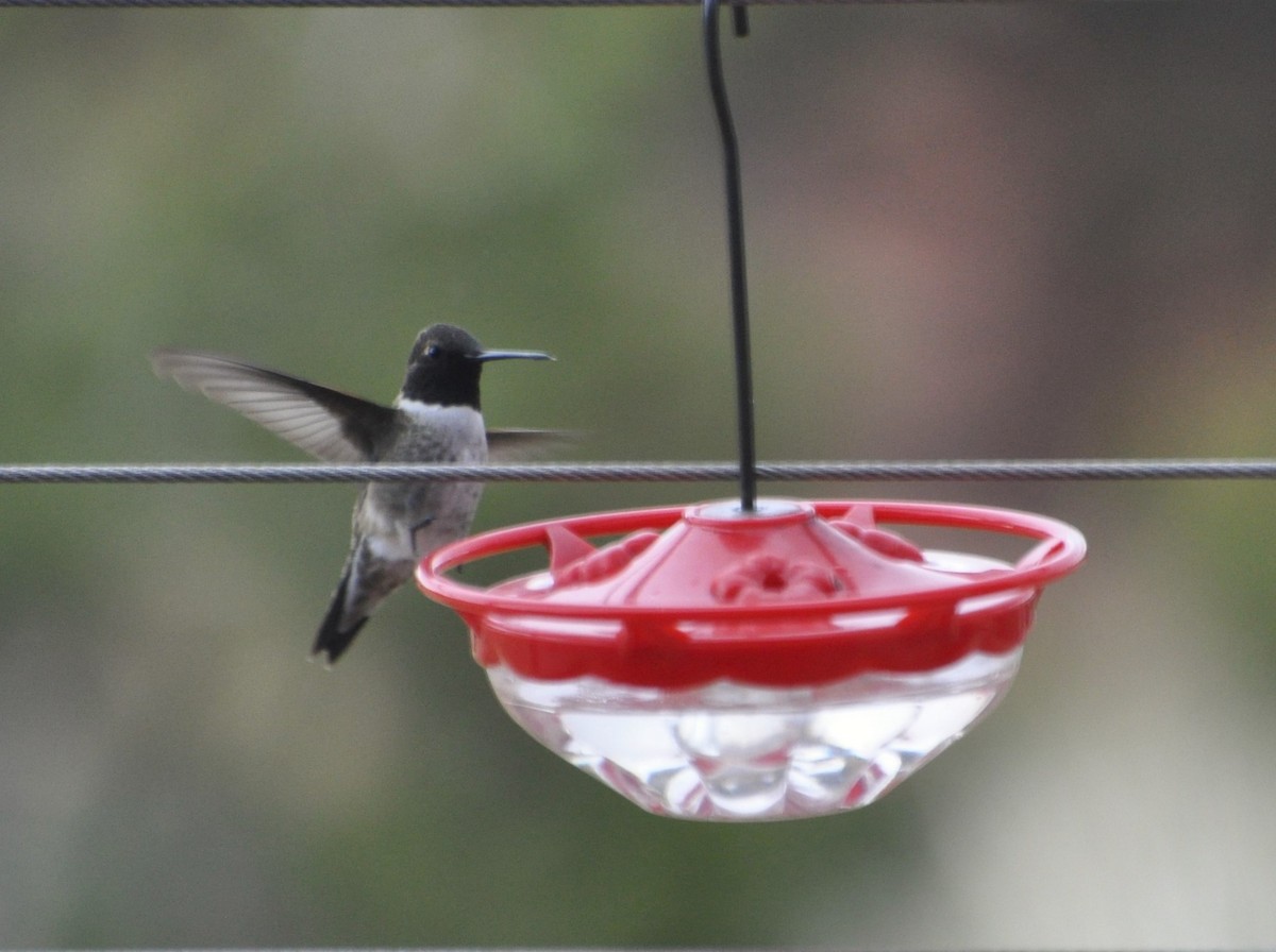 Black-chinned Hummingbird - kye jenkins