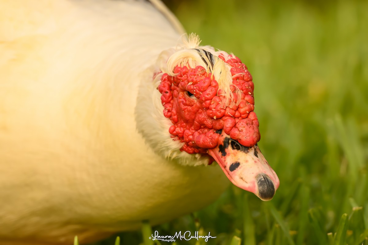 Muscovy Duck (Domestic type) - Laura McCullough